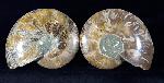 Cleoniceras (Grycia) besairiei COLLIGNON 1949 - Bild © FossNet FossilienStore